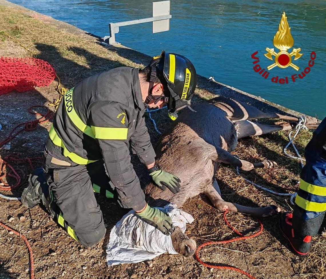 Vigili del fuoco salvano cerva incinta trascinata per 15 chilometri sul canale Biffis