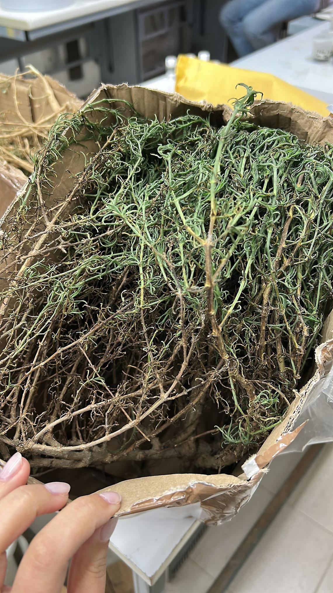 L’ingegner Frison: “Queste piante potrebbero servire a contenere anche gli infestanti”  