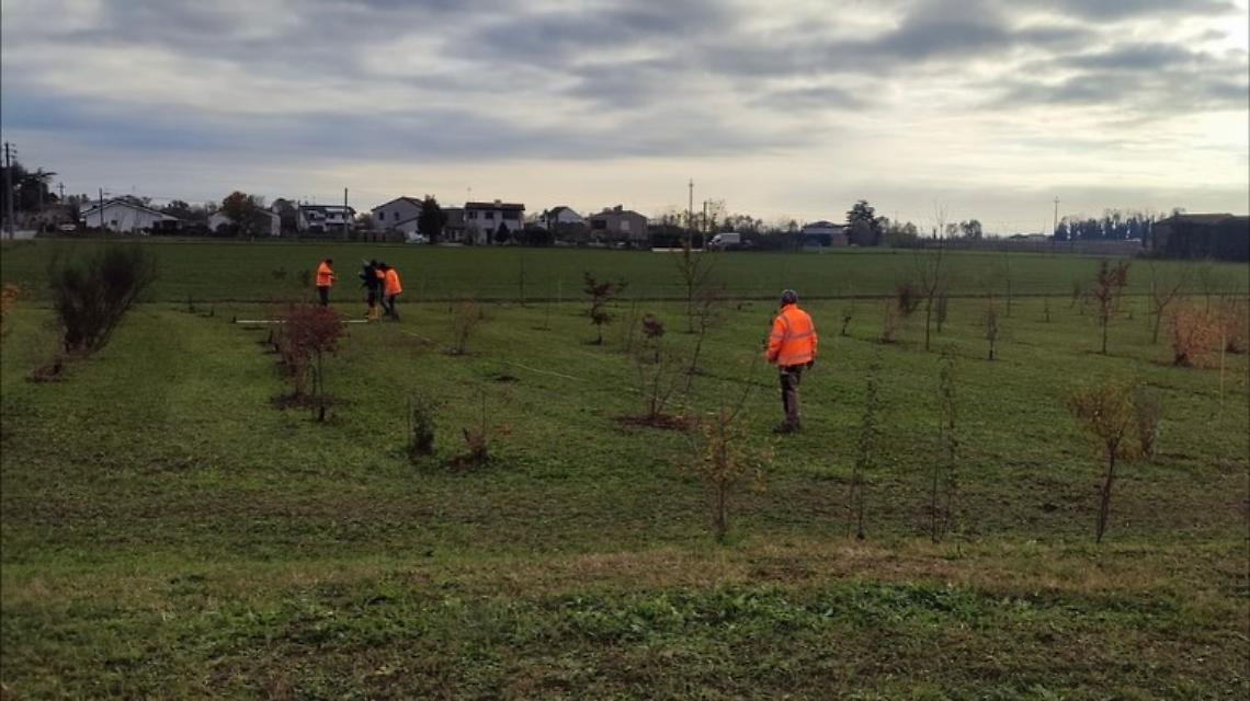 PONTE SAN NICOLO' nuovi boschi