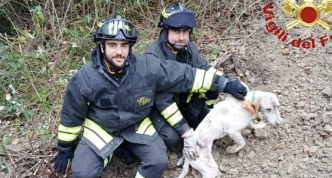 Segugio intrappolato nella tana dell’istrice: salvato dai vigili del fuoco