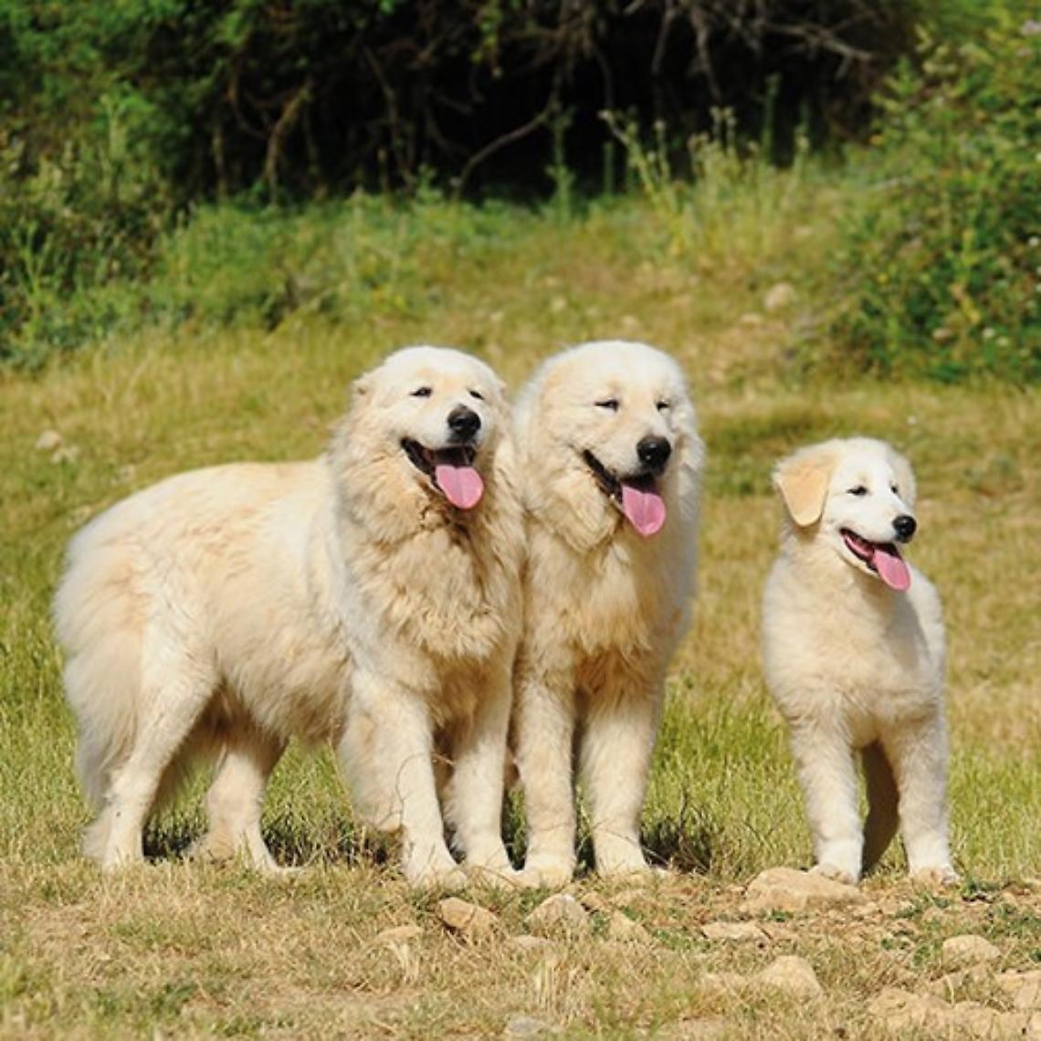 Selvazzano, uccisi 9 cuccioli di Maremmano a badilate: condanna a sei mesi e 5mila euro