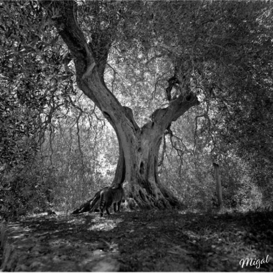 Mirano, lo sguardo di Michele Gallo nella mostra "Borgogna: non solo vino"