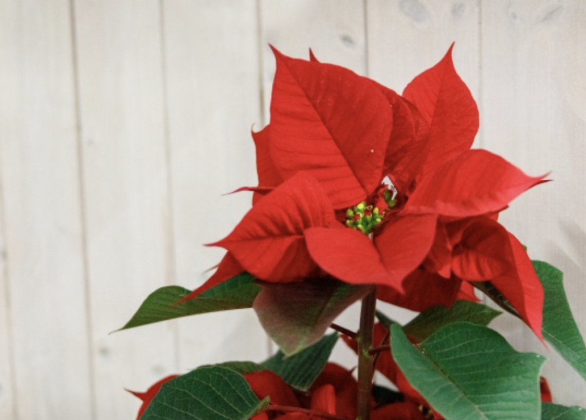 Stella di Natale, bellezza che inganna: perché è pericolosa per cani e gatti