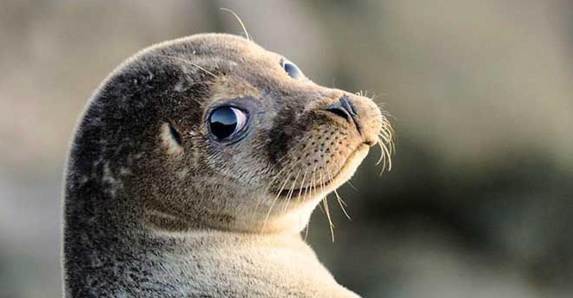 Dalla Laguna di Venezia un incontro raro: avvistata una foca monaca