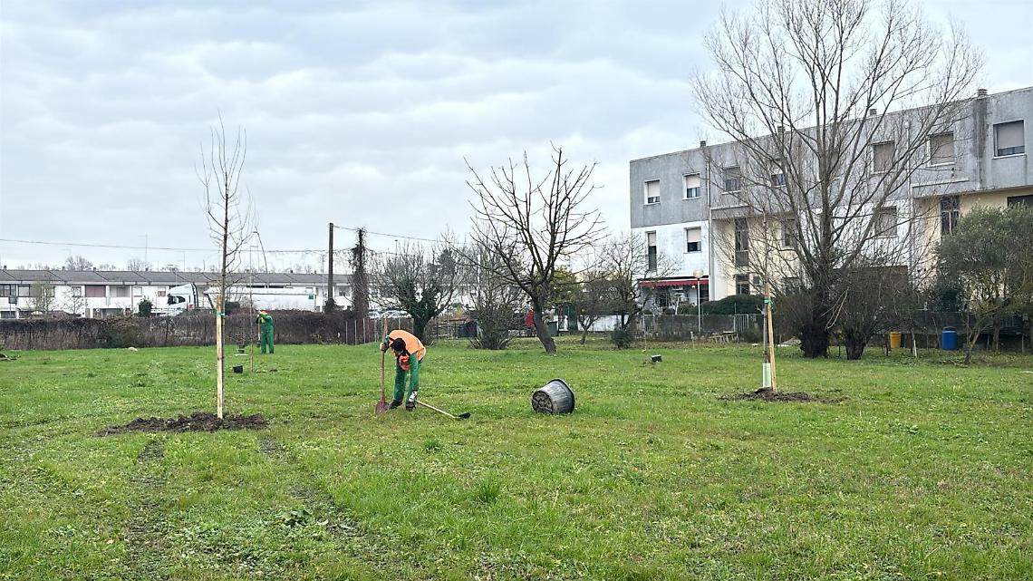 Cavarzere si arricchisce di 54 nuovi alberi grazie alla donazione di WikiScuola