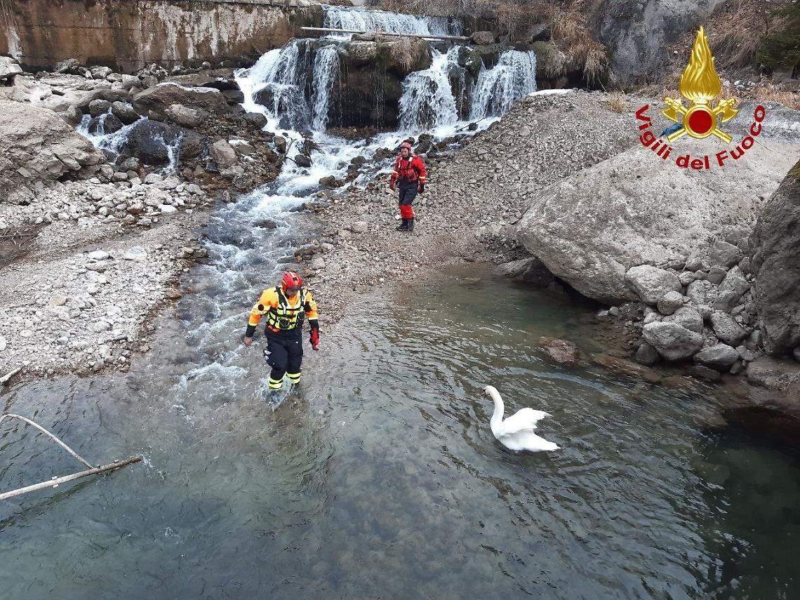 Salvataggio di un cigno in pericolo a Alleghe: intervento dei Vigili del Fuoco