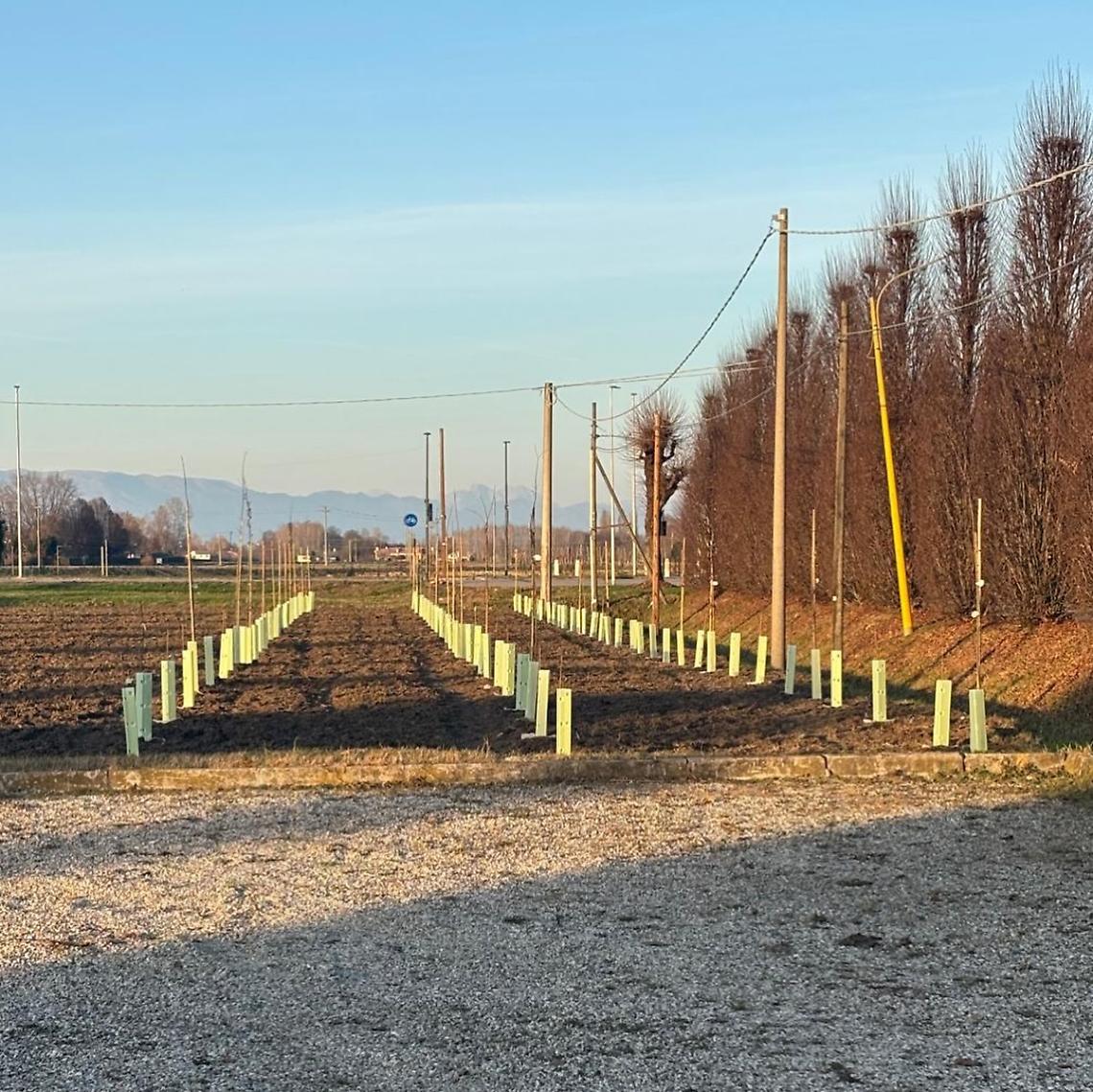 Piantati a Massanzago 600 nuovi alberi, la Provincia incentiva il verde