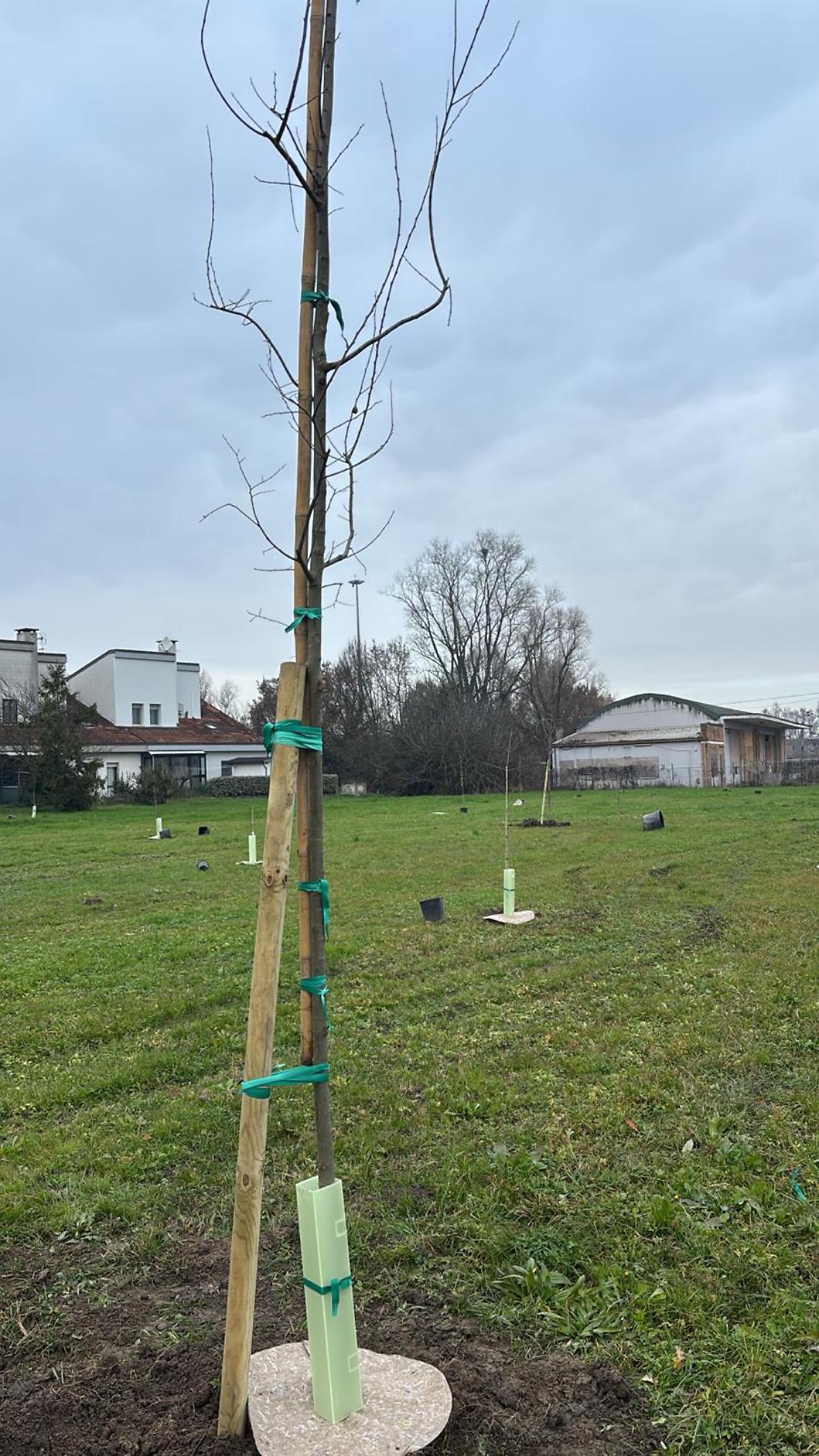 Querce aceri e carpini, ecco il prezioso patrimonio arboreo