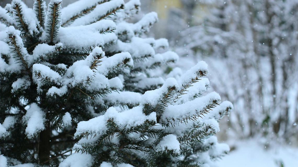 Gelo intenso sul Veneto: temperature ai minimi da sette anni