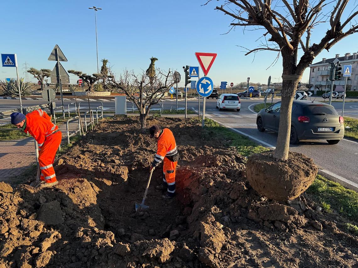 Riqualificazione del km delle rose a Saonara: ingresso rinnovato con rose "Knock Out" per valorizzare il florovivaismo locale