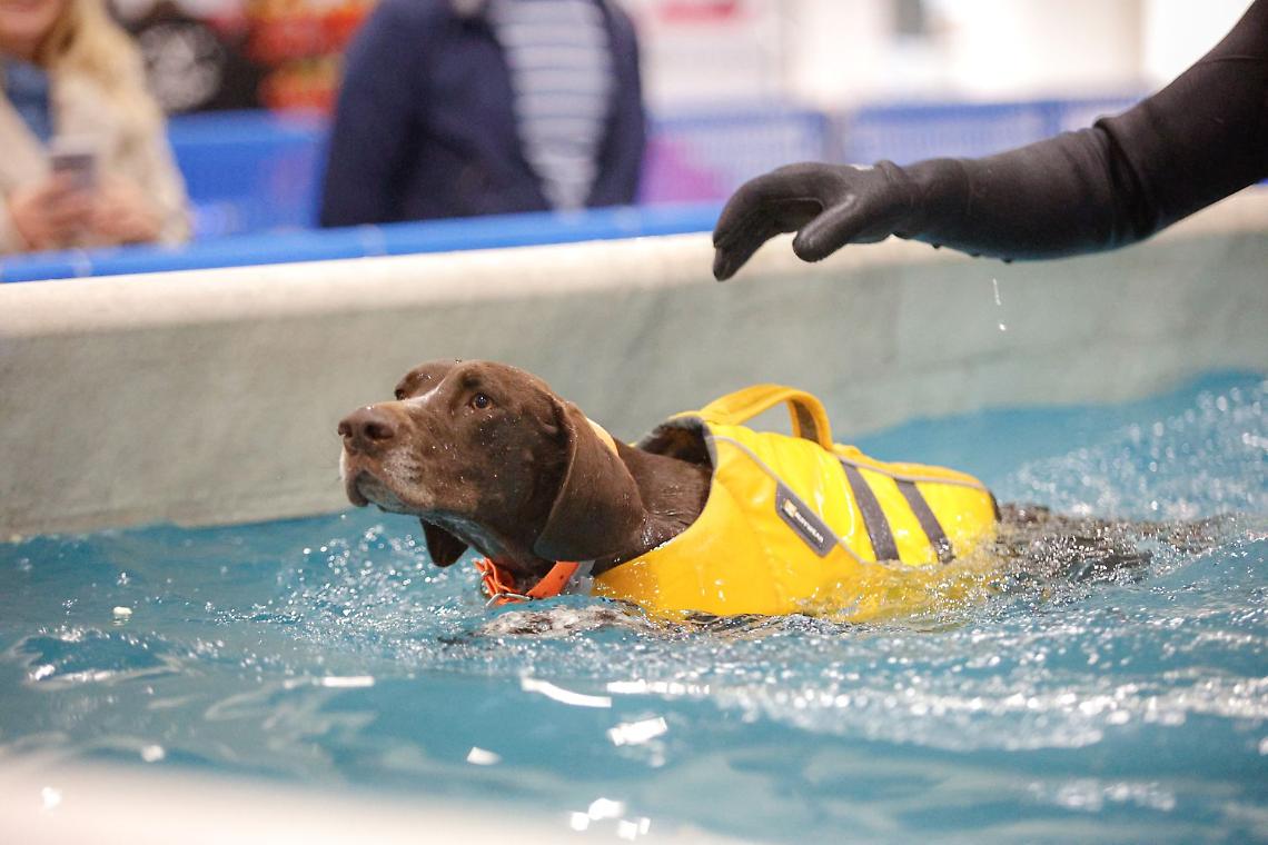 Quattrozampeinfiera arriva a Padova: un weekend di sport, divertimento e solidariet&agrave; per cani e gatti