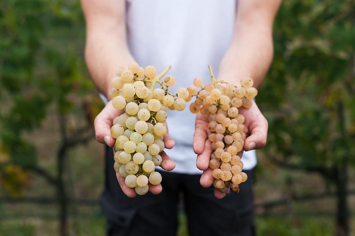 Solo 3.000 bottiglie l'anno e una lista d'attesa infinita: il segreto del vino pi&ugrave; raro del mondo