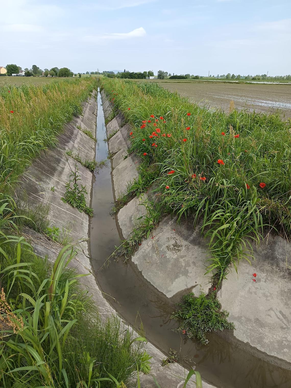 Pettorazza Grimani: il Consorzio Adige Po eseguir&agrave; lavori irrigui con fondi pubblici