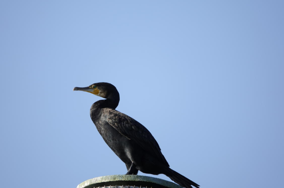 Trento, nuovo piano per proteggere la trota marmorata: in campo misure contro il cormorano