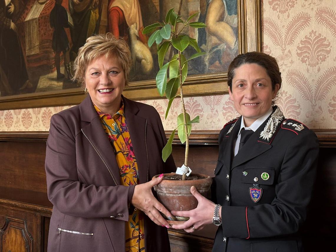 Belluno riceve l&rsquo;Albero di Falcone, simbolo di legalit&agrave; e memoria