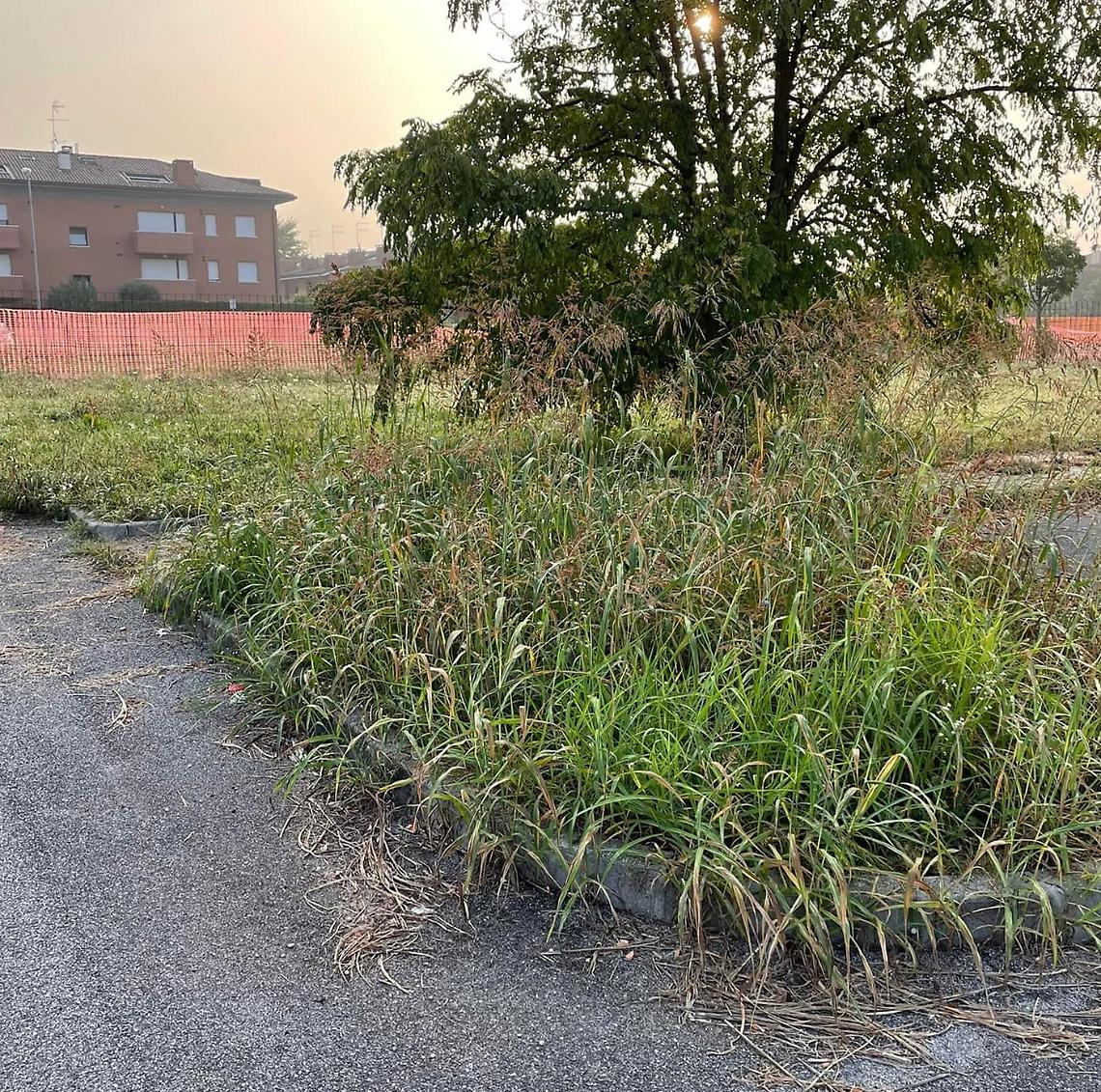 Erba alta a Castelfranco