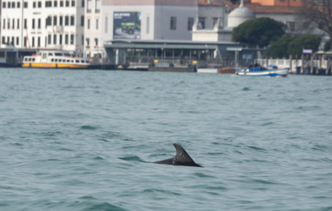 Venezia: un delfino &ldquo;residente&rdquo; nel Bacino di San Marco, al via il monitoraggio scientifico