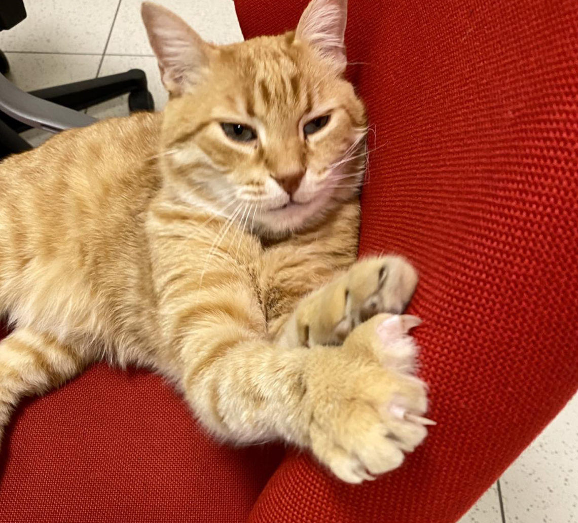 Rovigo, Fabio Benetti (FdI): &ldquo;Una statua per ricordare il gatto Rossini&rdquo;