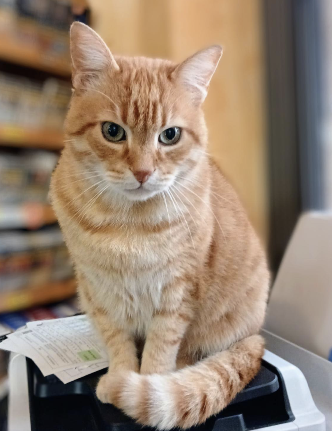 Rovigo piange la sua mascotte: il gatto Rossini investito in centro