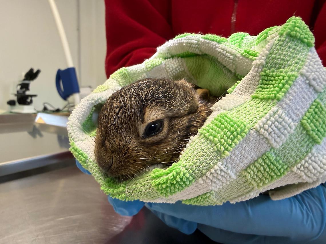 Fauna selvatica, il 2025 del CRAS di Treviso: 2.573 recuperi e 102 specie assistite