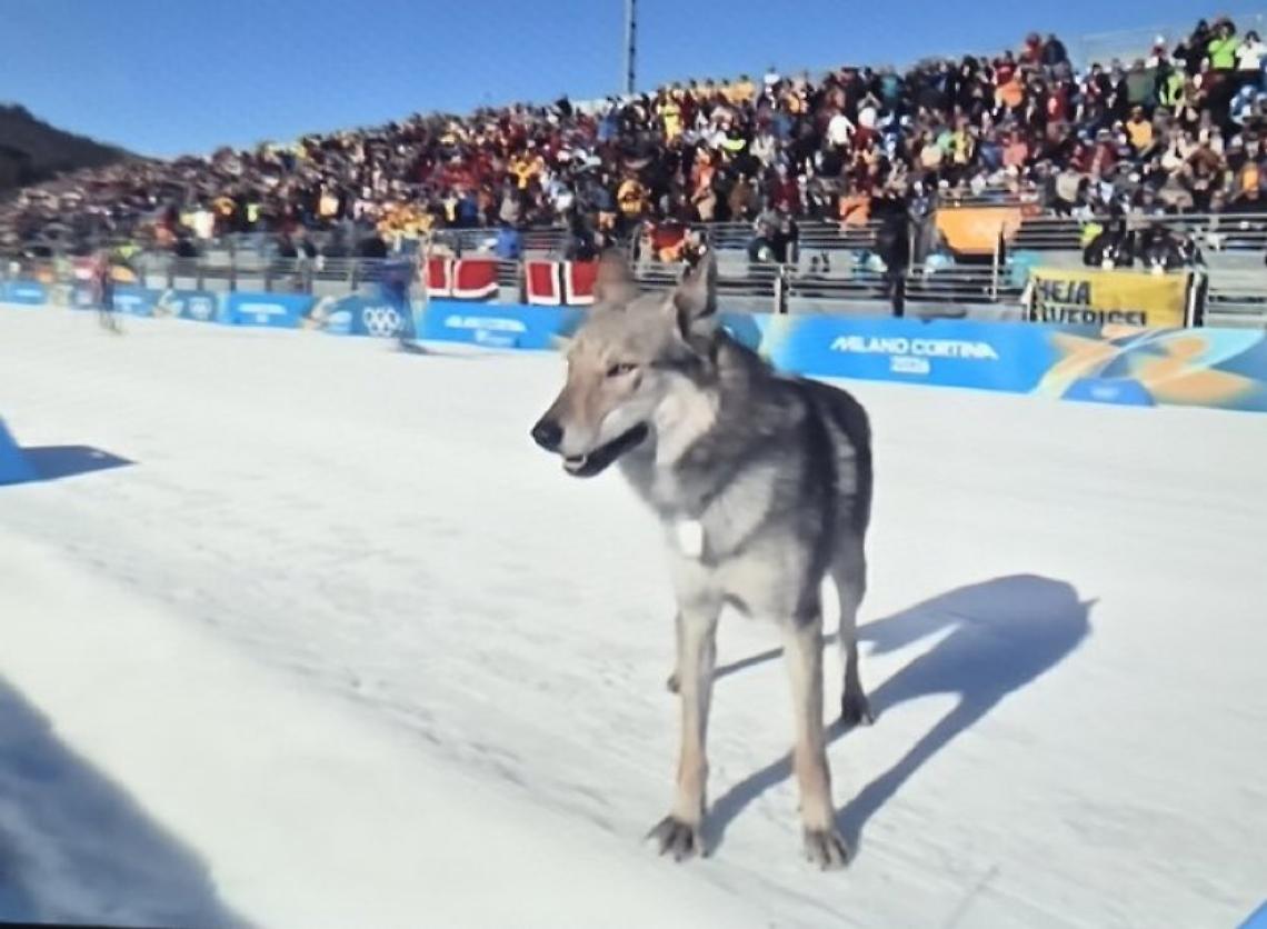 Nazgul, il cane che ha conquistato Tesero e il web: una fuga da film sullo stadio di fondo