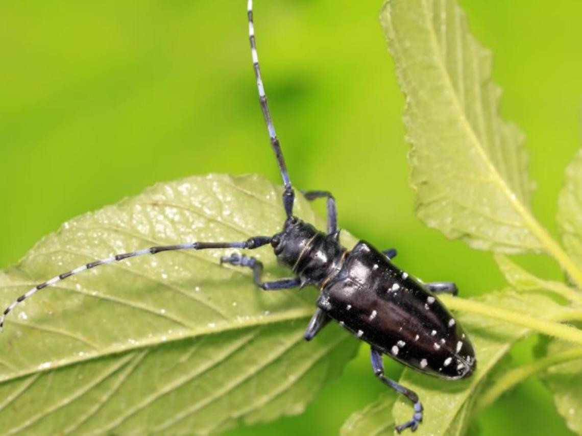 Un esemplare di tarlo asiatico