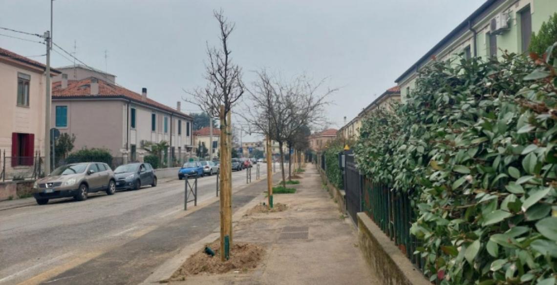 Vicenza rinnova il verde urbano: 166 nuove alberature in citt&agrave;