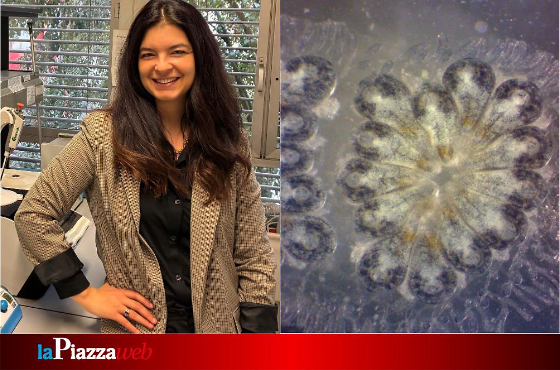 Chiara Anselmi, ricercatrice a Padova