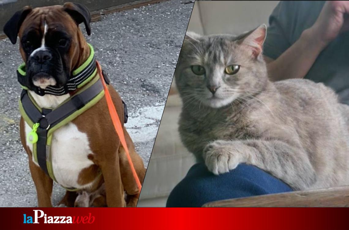 Lilit torna a casa grazie a Clay, il &ldquo;tenente Colombo&rdquo; a quattro zampe