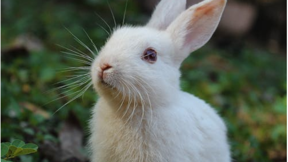 Conigli nel cimitero di Trento: il consigliere Demarchi solleva il caso in consiglio comunale
