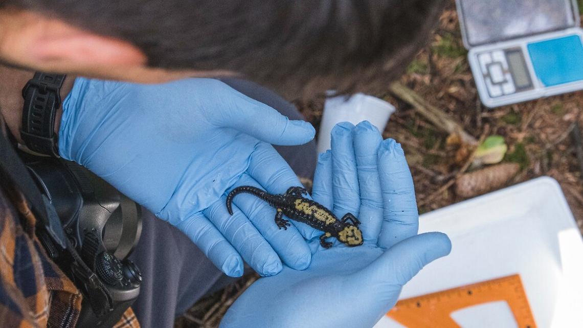Scoperta in Val di Sella una nuova popolazione della rara salamandra di Aurora: un ritrovamento storico