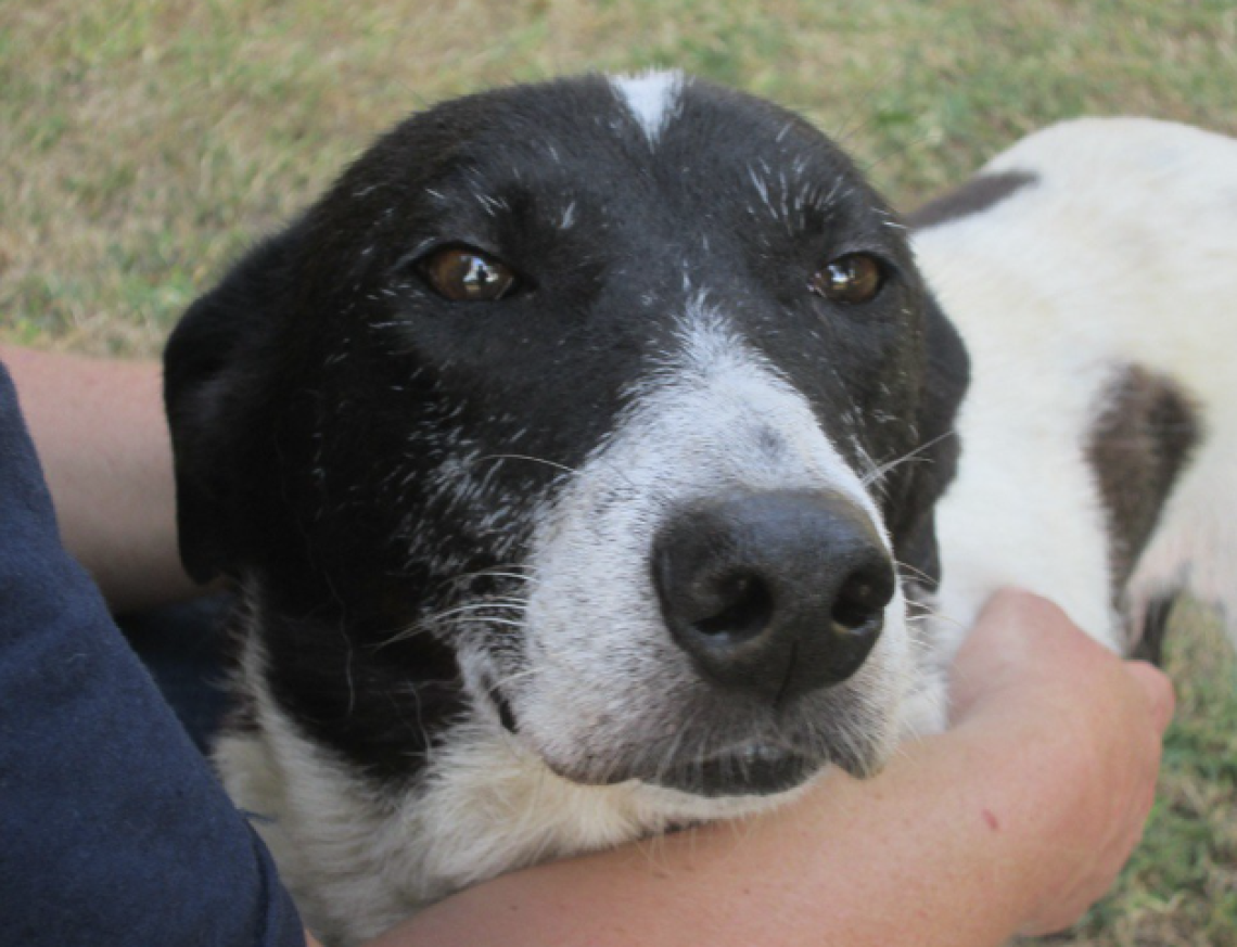 Verona, crudelt&agrave; sugli animali: cagnolina malata uccisa e abbandonata nel bosco