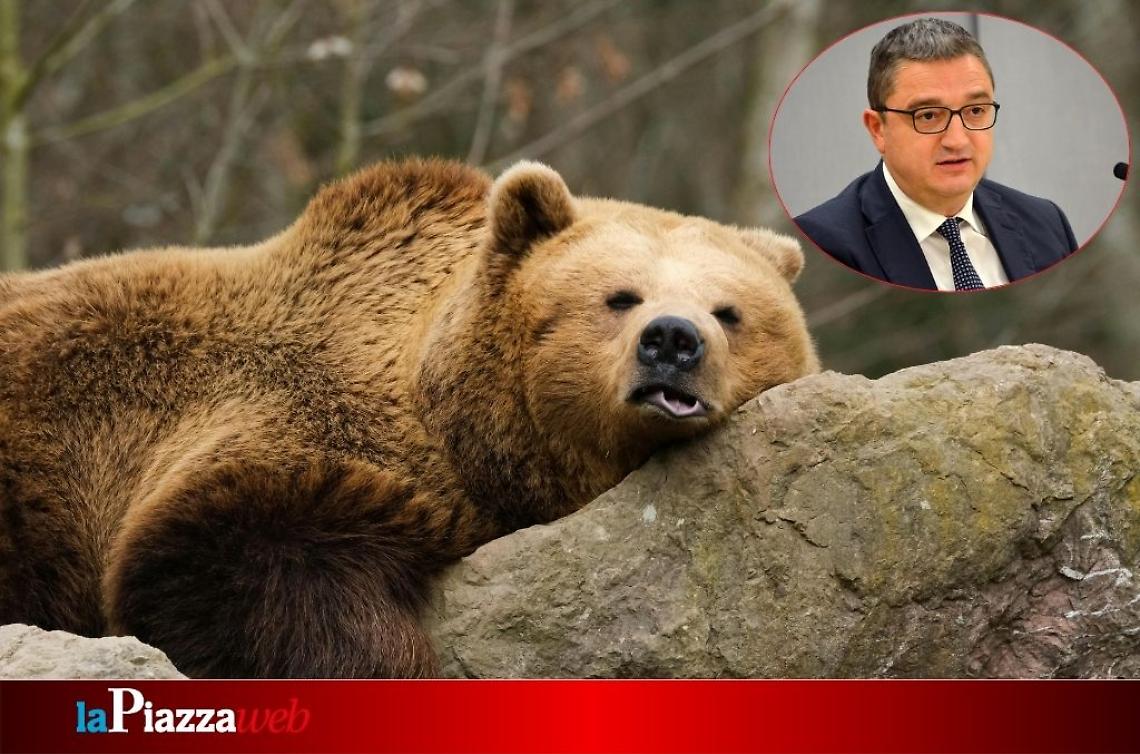 Assoluzione di Fugatti sull'abbattimento dell'orso M90: animalisti delusi