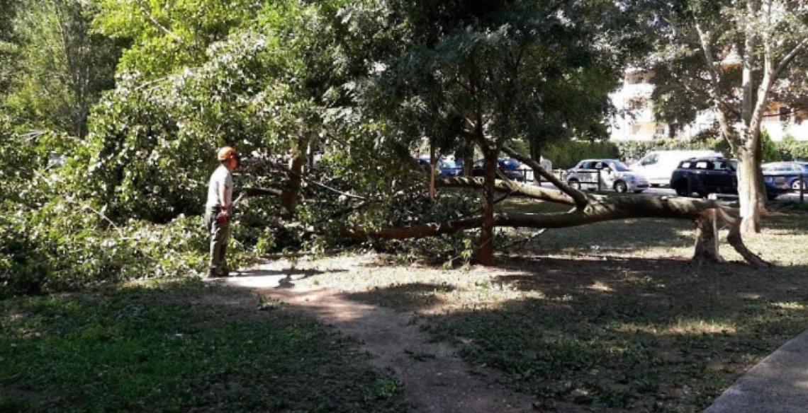 Vicenza, manutenzione straordinaria del verde pubblico: abbattute piante a rischio e piantumate nuove alberature