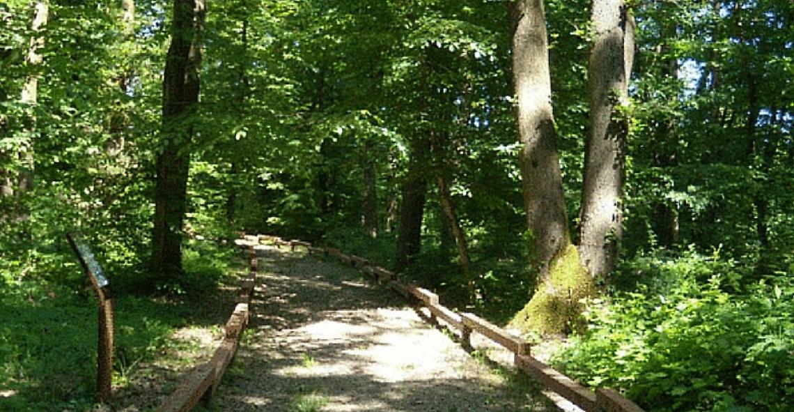 Bosco di Mestre, foto di repertorio