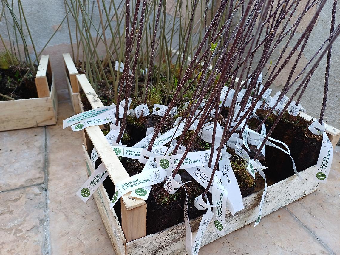 Quinto di Treviso: oltre 900 alberi e arbusti autoctoni messi a dimora o distribuiti dal Comune