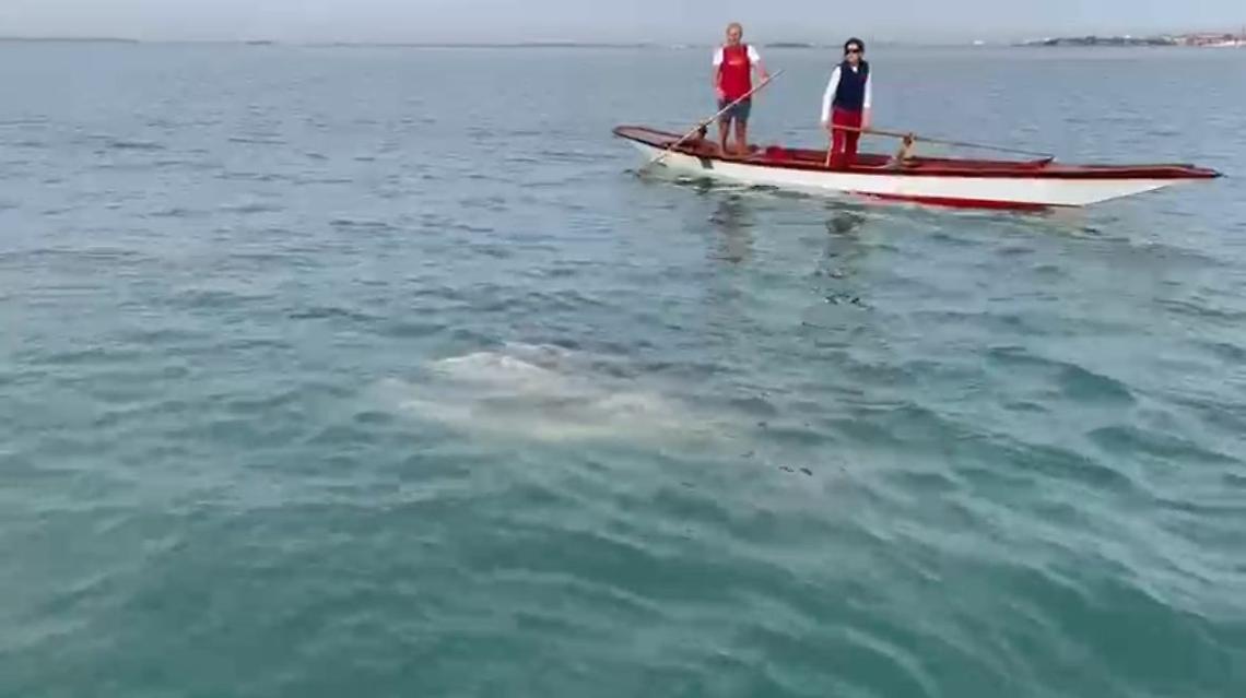 VIDEO: Un gigante gentile nella laguna: il pesce luna e il fragile equilibrio di Venezia