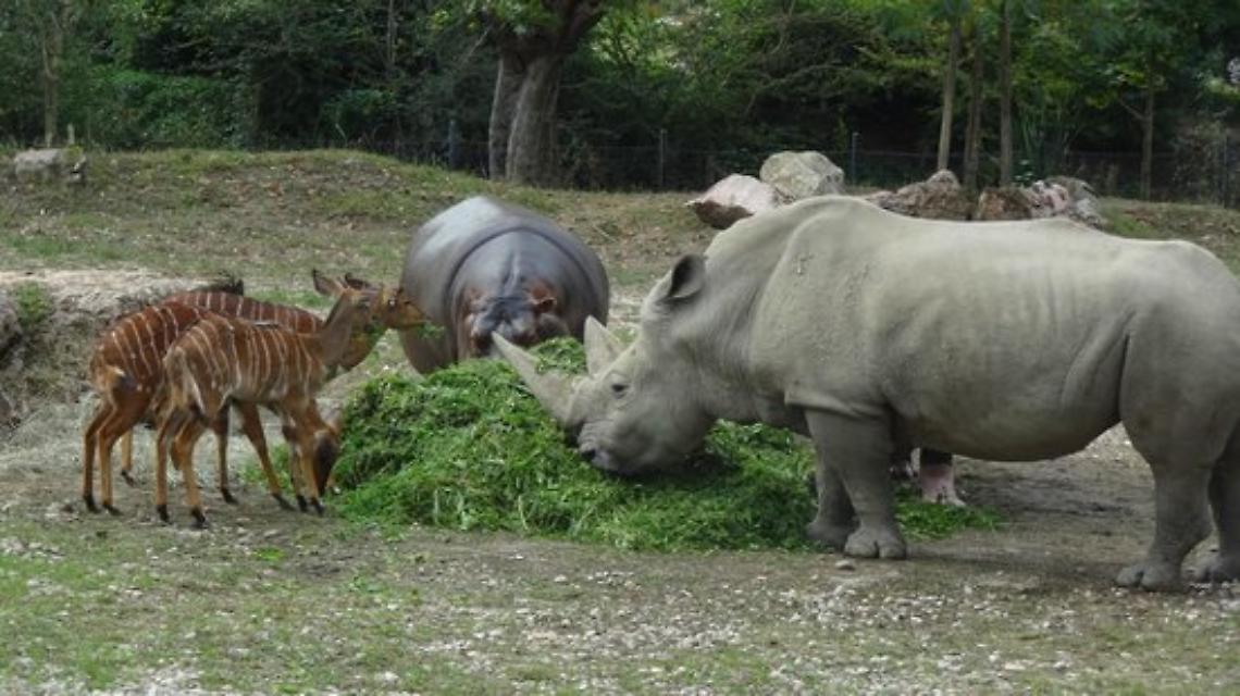 Il Parco Natura Viva torna ad avere il suo rinoceronte: accolto allo zoo-safari del Garda un giovane esemplare