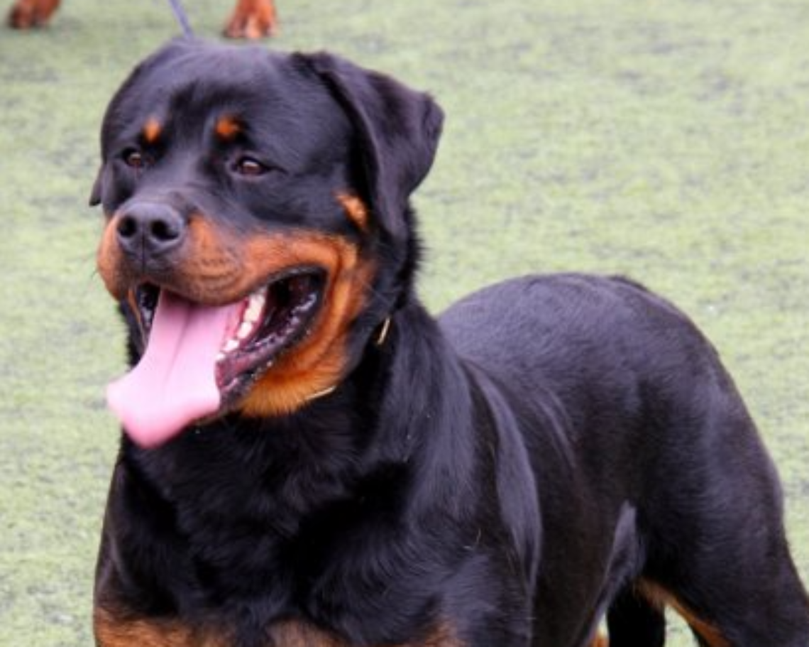Tragedia a Vallelaghi: Rottweiler scappa dal giardino e azzanna a morte un altro cane
