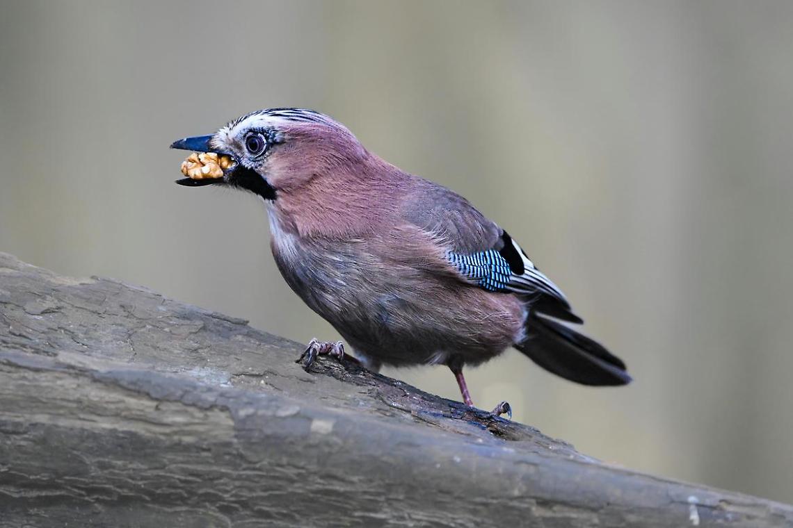 Foto della Provincia di Trento