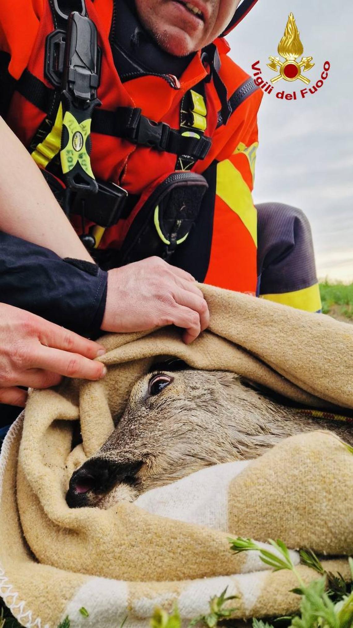 Salvato un capriolo dai Vigili del Fuoco a Volpago del Montello
