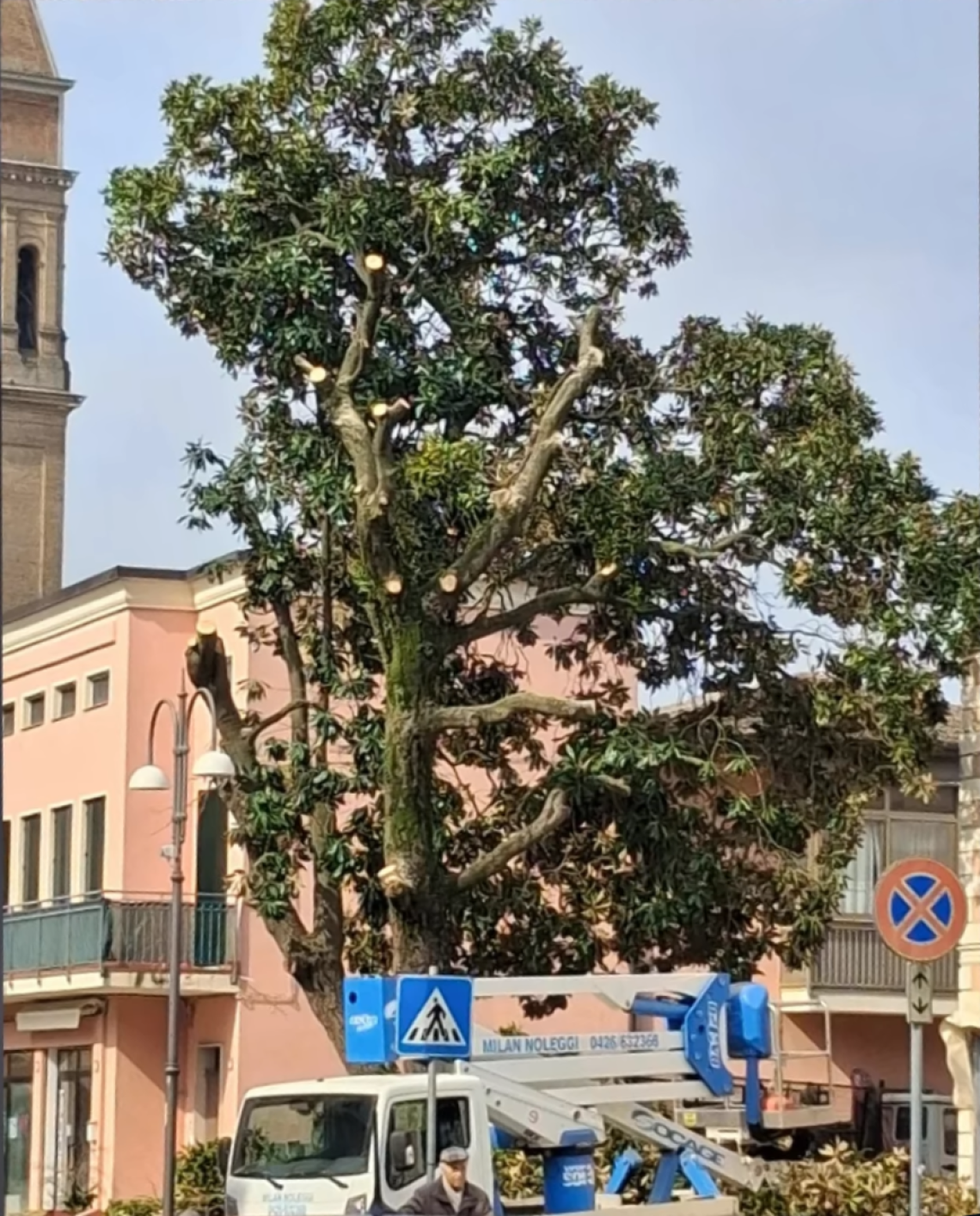 La vecchia magnolia a Porto Viro