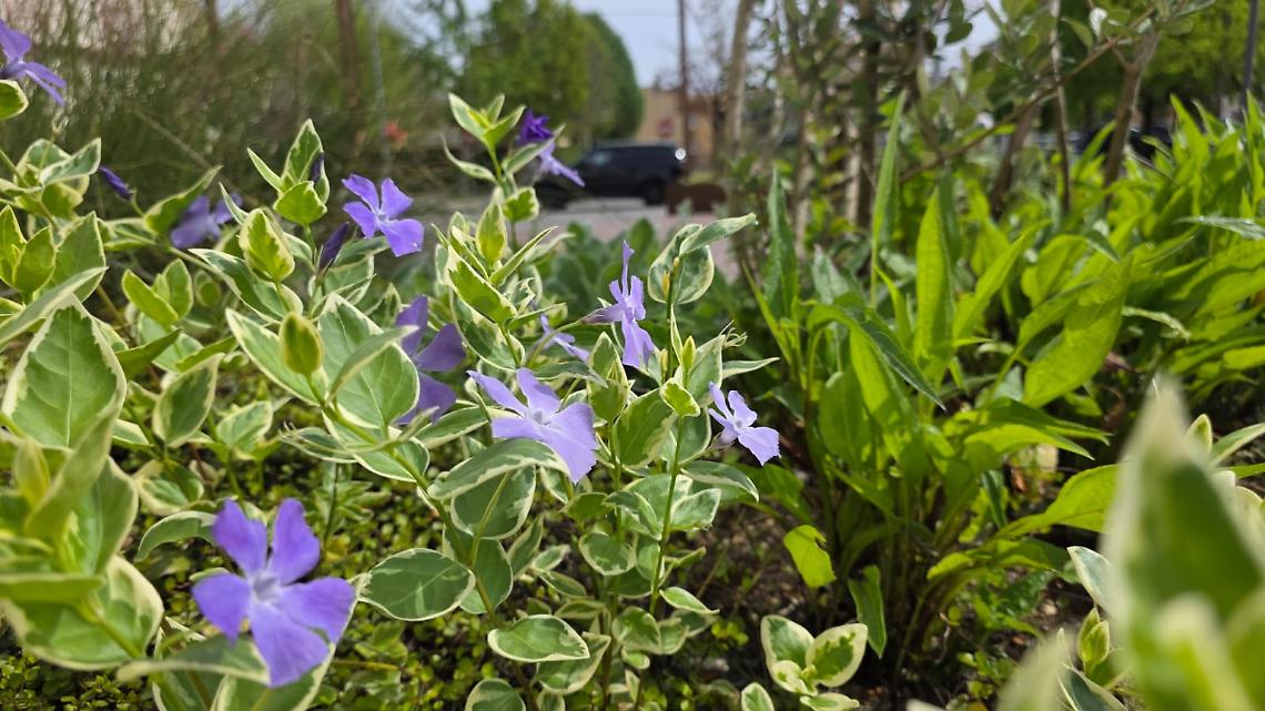 Montegrotto Terme punta sul digitale: parte il nuovo piano del verde pubblico