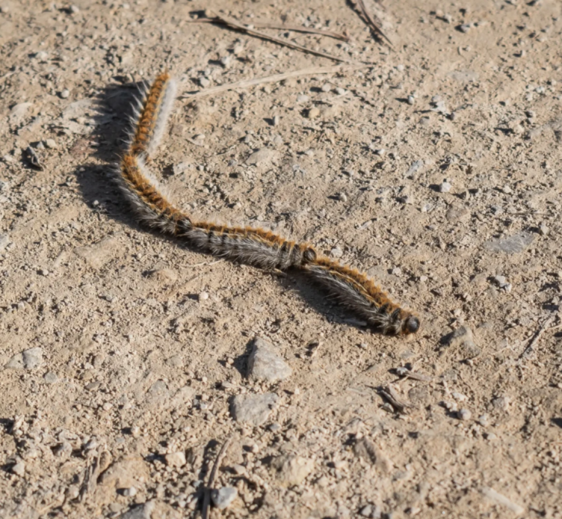 Processionaria, allarme anticipato: cresce il rischio per i cani