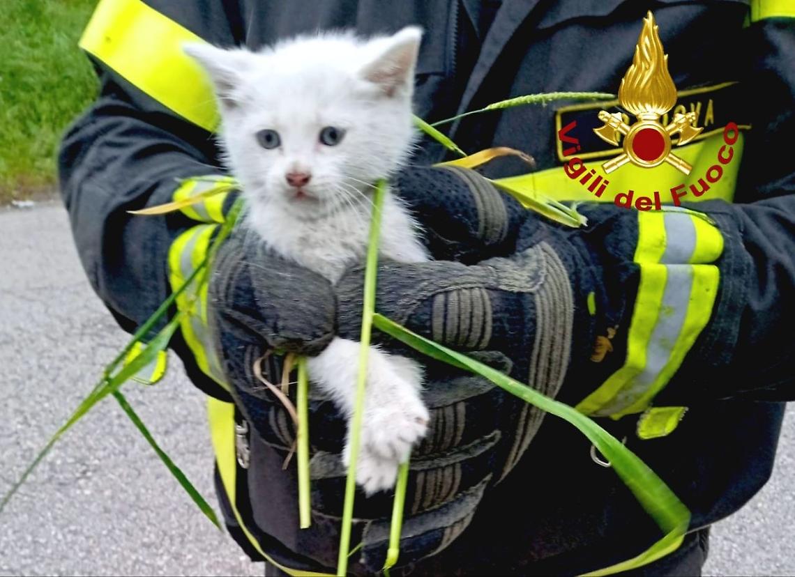Padova, salvato un gattino intrappolato nel motore di un&rsquo;auto