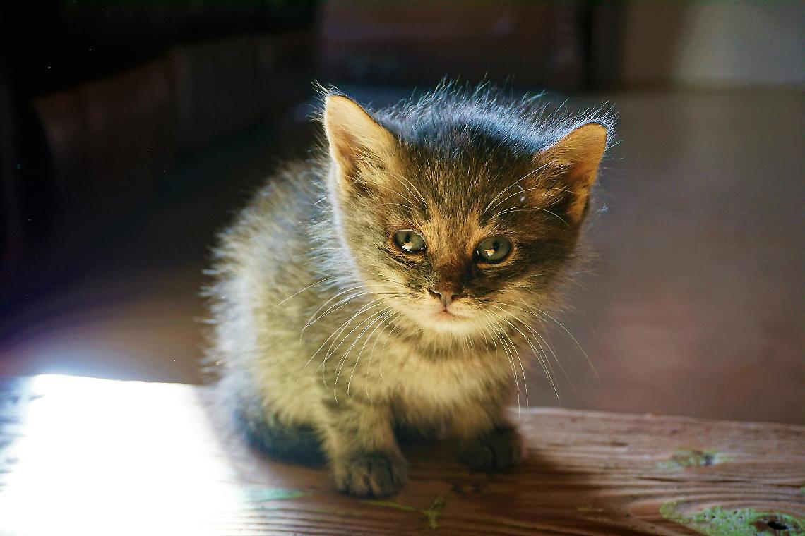 Gatto avvelenato a Comano Terme: salvato dall'intervento dei Carabinieri e veterinari
