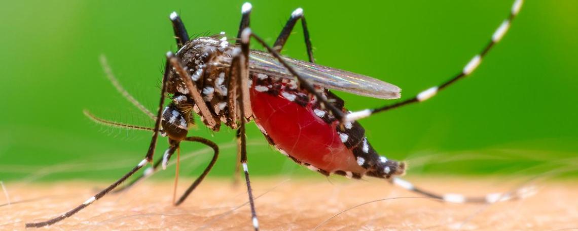 Cavarzere rafforza la lotta alle zanzare: kit gratuiti e piano di disinfestazione