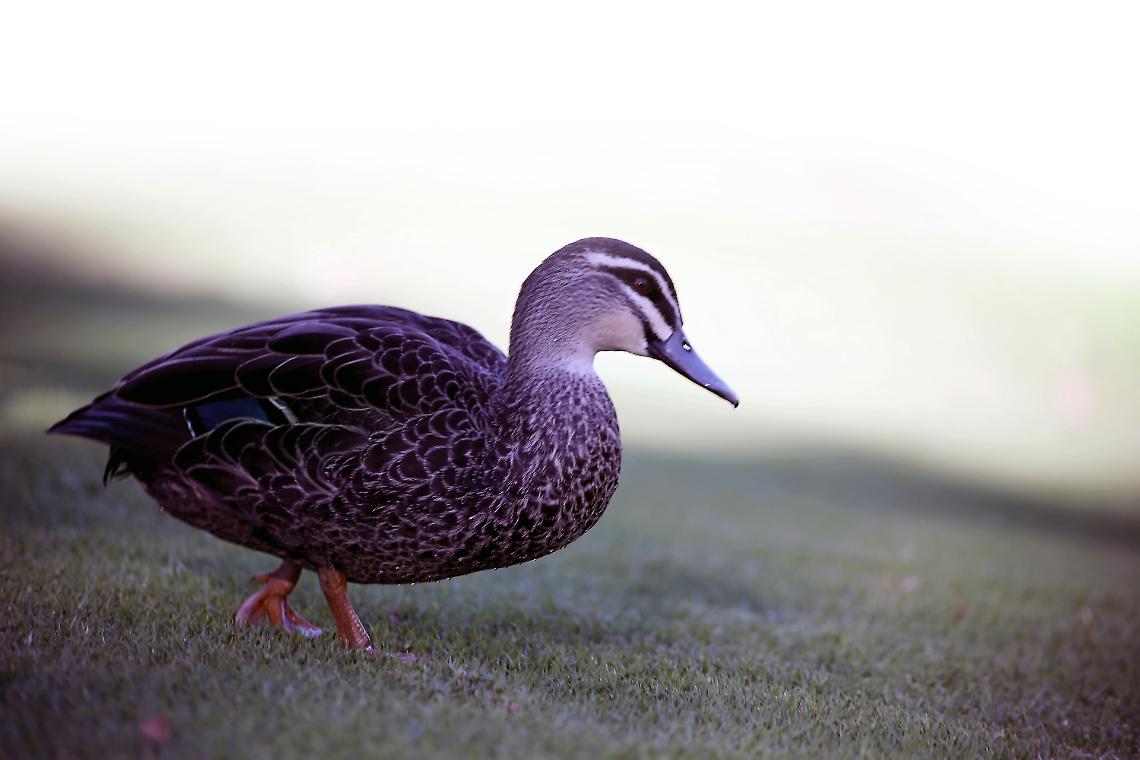 Auto pirata investe un'anatra a Gardolo: tre anatroccoli salvi grazie a una giovane del posto