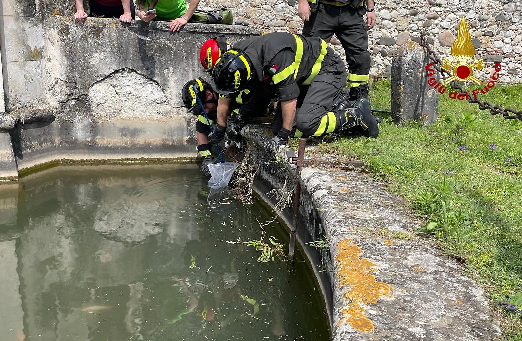 Riccio incagliato a Sarcedo 1