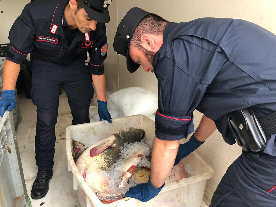 SEQUESTRO PESCE